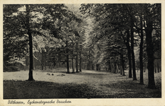 8552 Gezicht in een laan met loofbomen in de Eijckensteinse Bossen bij Bilthoven.